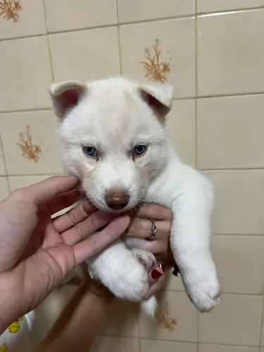 Filhote Husky Siberiano