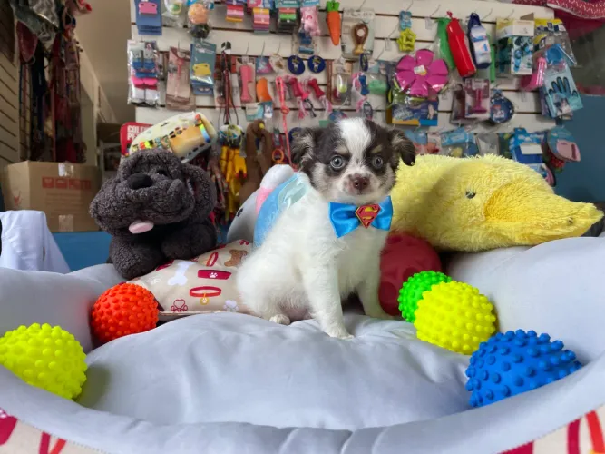 Chihuahua macho branco e branco dos verdes mini !!!