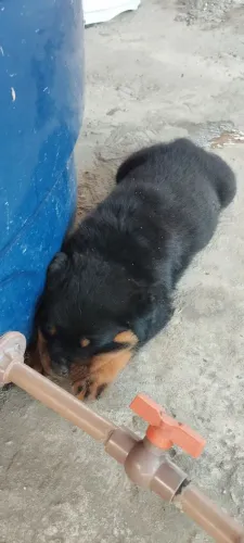 ROTWALLE PURO FÊMEAS