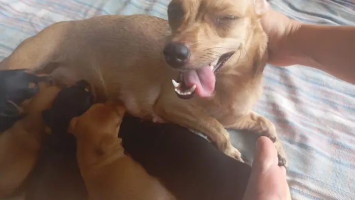 Pinscher