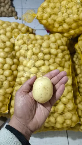 Batata Monalisa / Inglesa de Saco