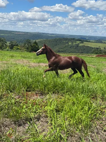 Vendo cavalo mangalarga paulista registrado 