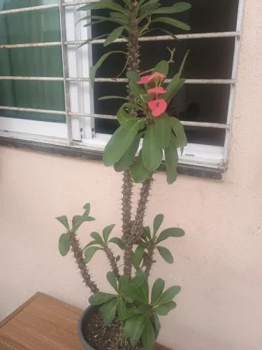 Plantas coroa de cristo vermelha e rosa