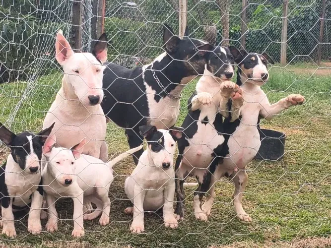 Filhotes de Bull terrier 