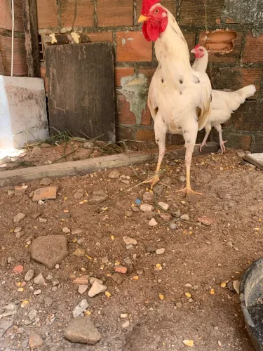 Galo