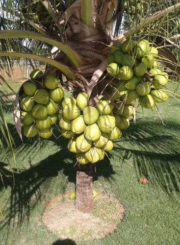 Muda de Coqueiro Anão 