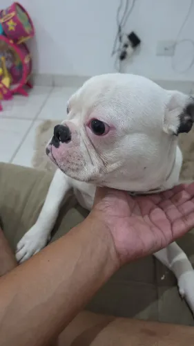 Bulldog Francês fêmea 9 meses
