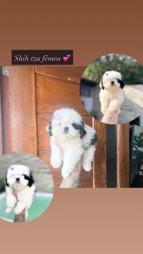 Belíssima fêmea de shih tzu com Pedigree