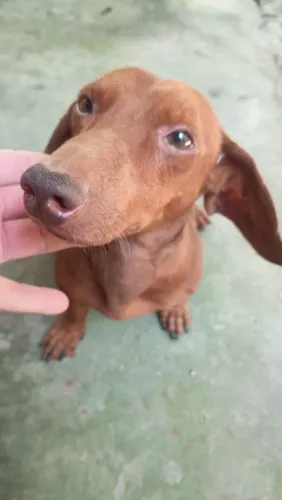 Cachorro Dachshund