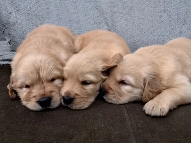 Filhotes de Golden retriever 