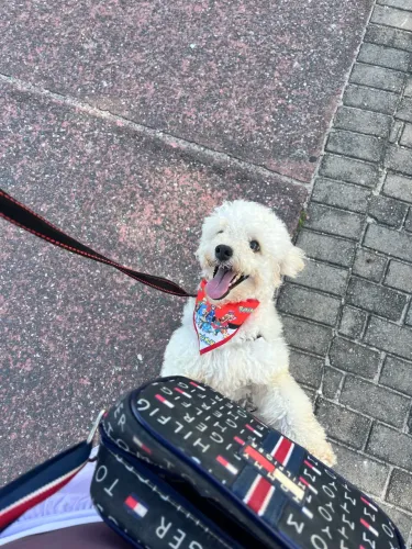 Doação de Poodle