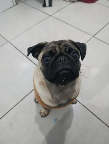 pug macho 