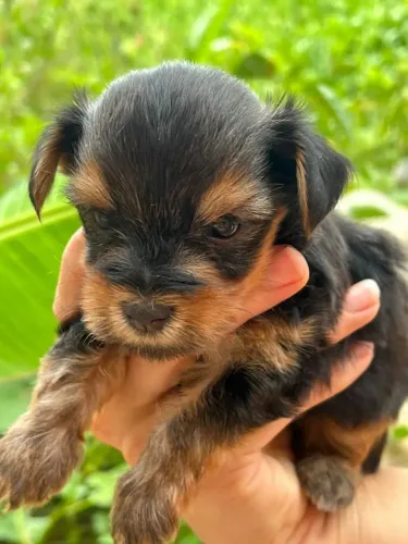 Yorkshire O pet que você procura está aqui