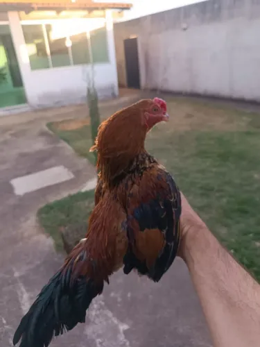 Mini índio