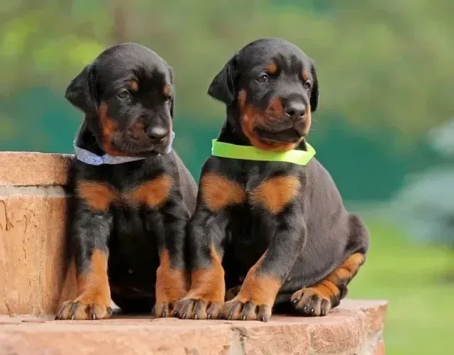 Doberman Melhor Presente 