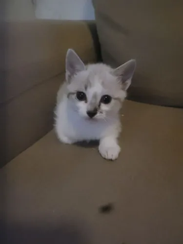 Filhotes de gatos