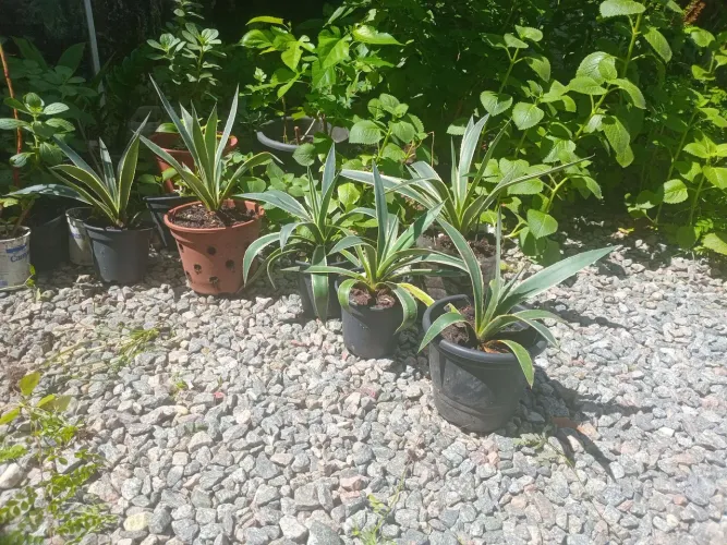 Planta/ Piteira do Caribe