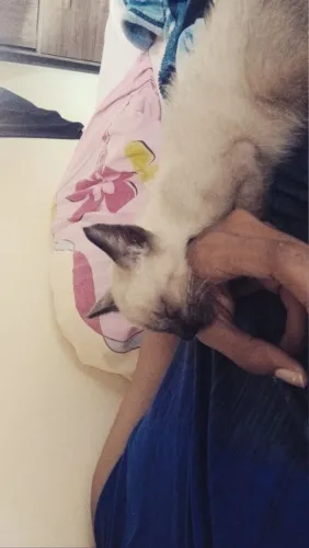 Adote a kira
