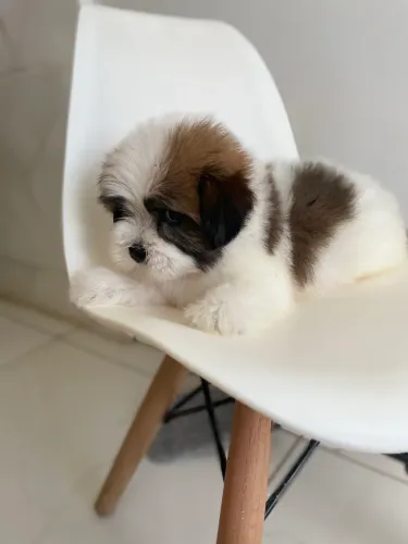 Shihtzu machinho