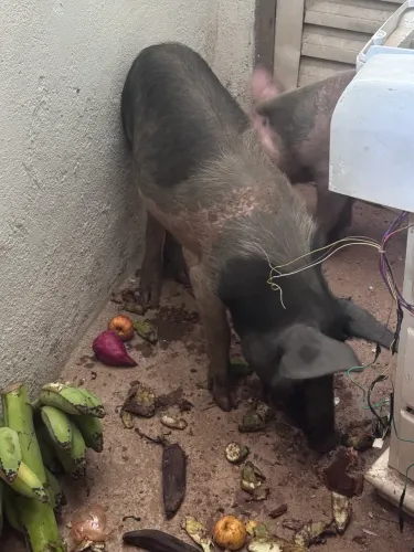 Vendo casal de leitão seis meses de vida vacinado