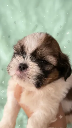 Shihtzu 