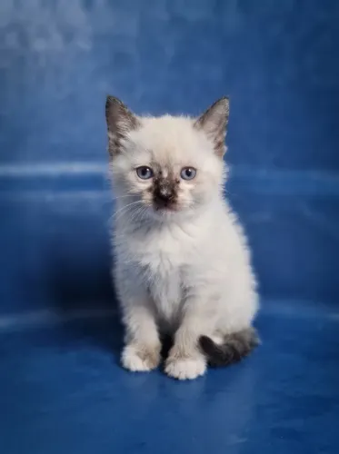 Filhote Gato Siamês Fêmea