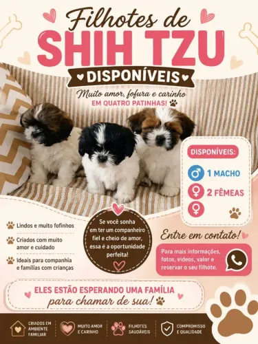 Filhotes de Shitzu 