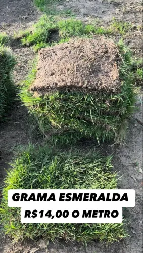 Grama esmeralda 