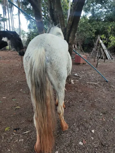 Égua pampa de tordilho 