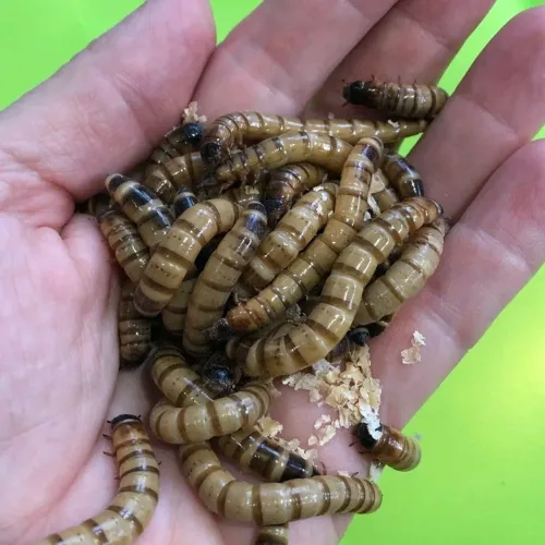 Tenébrio Gigante