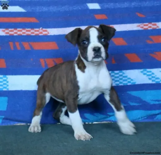 Boxer - Últimos Filhotes | WhatsApp Direto