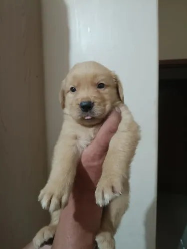 Golden Retriever filhotes