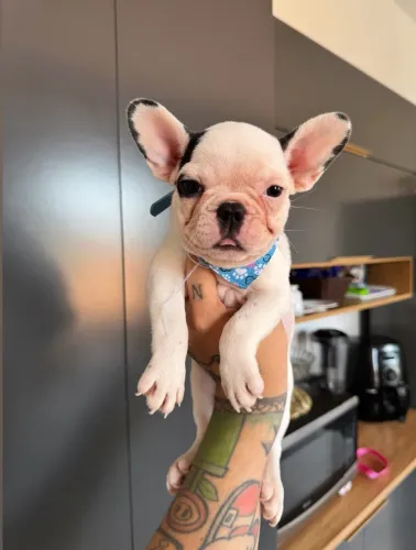 Bulldog frances filhotes c/Pedigree