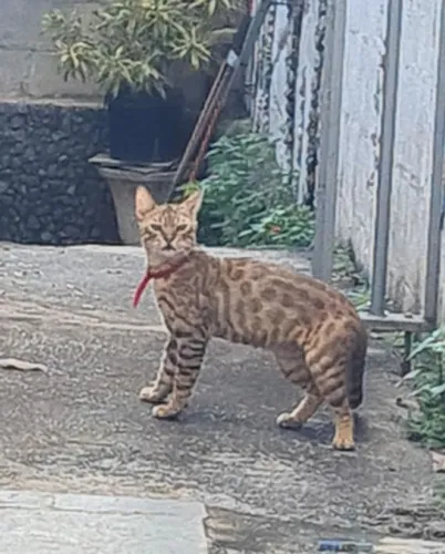 Gato Bengal