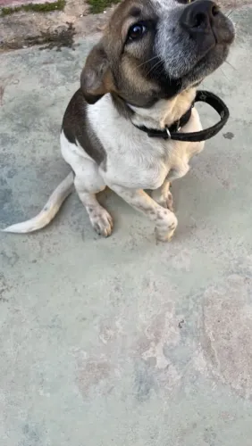 Doação cachorro macho 3 meses