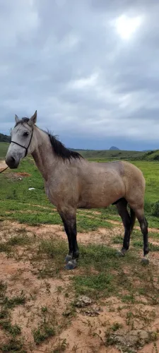Cavalo Mangolino