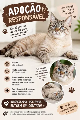 Gato macho para doação