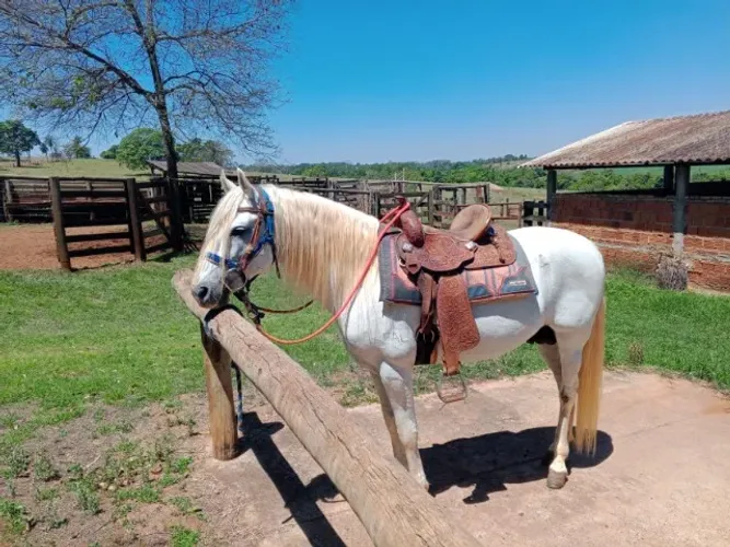 Venda ou troca de cavalo