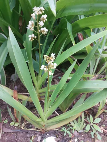 Planta Palma-do-norte