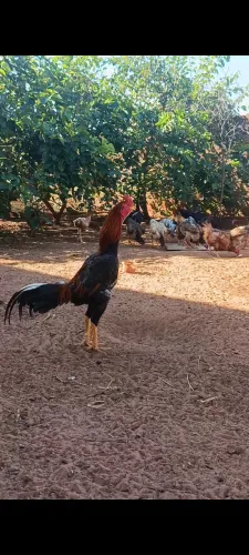 Galos e Galinhas Mura de Alta Linhagem - Genética Superior e Excelente Porte!