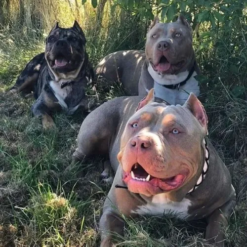 Os melhores bully americam e aqui peça já o seu pet ...