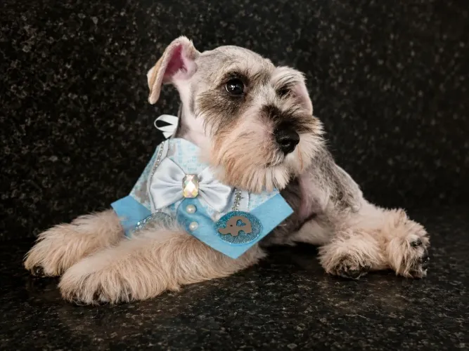 Lindos Filhotes de Schnauzer Miniatura - Em Goiânia