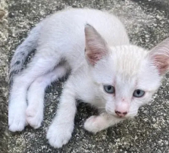 Gatinhos pra doação
