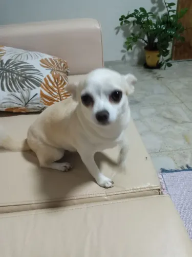 Chihuahua Fêmea branquinha e creme PRA HJ!!!