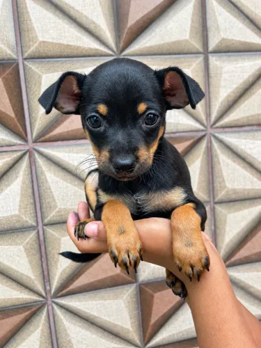 Filhote de Pinscher