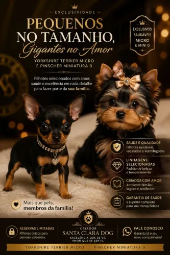 Filhotes de Yorkshire Terrier