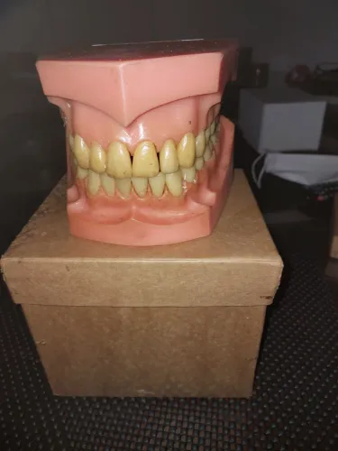 Manequins Odontológicos clássicos