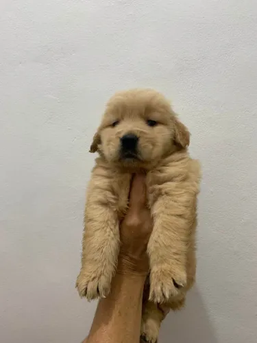 Filhote Golden Retriever, Corações peludos prontos para encher sua casa de amor!