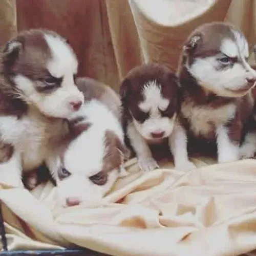 Filhotes de Husky Siberiano | Alegria, carinho e fofura em um só filhote.