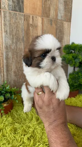 ShihTzu macho